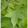 Produktbild: Amerikanischer Amberbaum 125-150cm - Liquidambar styraciflua