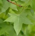 Produktbild: Amerikanischer Amberbaum 125-150cm - Liquidambar styraciflua