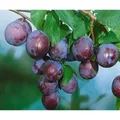 Produktbild: Prunus Domestica Ersinger Frühzwetsche Pflaume CAC 150-200cm