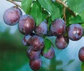 Produktbild: Pflanzen für Dich Obstpflanze Prunus dom. Ersinger Frühzwetsche, 1 St., Ersinger Frühzwetsche, Zwetschgenbaum, frühreifend, süßsäuerlich