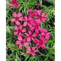Produktbild: Phlox Subulata Scarlet Flame Teppichphlox Leuchtend Rot Ca. 9x9 cm Topf