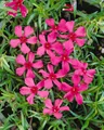 Produktbild: Phlox subulata 'Scarlet Flame', Teppichphlox, leuchtend rot, ca. 9x9 cm Topf