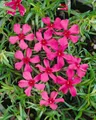 Produktbild: Pflanzen für Dich Bodendecker Phlox subulata Scarlet Flame, 1 St., Polster-Phlox, Teppich-Phlox, Moos-Phlox, karminrot, teppichbildend