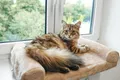 Produktbild: Katzen Fenster Liegebett Liegebrett Fenster Bank Liegemulde