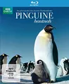 Produktbild: Pinguine Hautnah [Blu-ray]