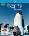 Produktbild: BBC Earth: Pinguine Hautnah - BLU-RAY-NEU