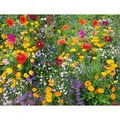 Produktbild: Bienenweide Samenmischung für 4 qm, 1000 Samen, hohe Pollen- & Nektarproduktion, ohne Gräser, über 40 Arten, mehrjährig