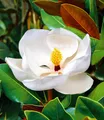 Produktbild: BALDUR Garten Magnolie 'Grandiflora',1 Pflanze, imposante Blüten bis 25 cm, herrlich duftend, winterhart, mehrjährig, pflegeleicht, ideal für Beet & Kübel