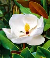 Produktbild: Magnolie 