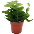Produktbild: Exotenherz Epiphyllum Anguliger Chrysocardium Sägeblatt-Kaktus 12cm