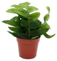 Produktbild: Epiphyllum anguliger chrysocardium – Sägeblattkaktus – 12 cm