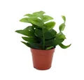 Produktbild: Exotenherz Kaktus Epiphyllum anguliger chrysocardium - Sägeblatt-Kaktus - 12cm