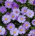 Produktbild: Kissenaster Mittelmeer - Aster dumosus