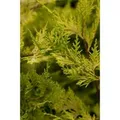 Produktbild: Cupressocyparis,eylandii 'Castlewellan Gold' 100-125 cm