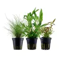 Produktbild: Aquaone Wasserpflanze Pflanzen Set mit 3 Einsteiger Wasserpflanzen Nr.234