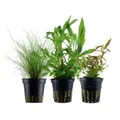 Produktbild: Pflanzen Set mit 3 Einsteiger Topf Aquarium Wasserpflanzen AquaOne Nr.234