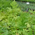 Produktbild: Blumixx Stauden Osmunda regalis 'Purpurascens' - Purpurkönigsfarn