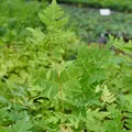 Produktbild: Blumixx Stauden Osmunda regalis 'Purpurascens' - Purpurkönigsfarn