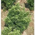 Produktbild: Zwerg Eibe Fips 15-20cm - Taxus baccata