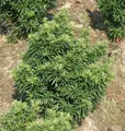 Produktbild: Zwerg Eibe Fips 15-20cm - Taxus baccata