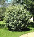 Produktbild: Wintergrüne Ölweide Compacta 100-125cm - Elaeagnus ebbingei - lebende Gartenpflanze aus den Baumschulen
