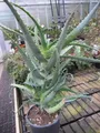 Produktbild: Aloe arborescens - Baum-Aloe - 40-60cm