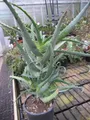 Produktbild: Aloe arborescens - Baum-Aloe  - 40-60cm