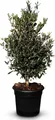 Produktbild: Sunny Tree - Olivenbaum - Olea Europea in Strauchform - Höhe ca. 100-120 cm inkl. Topf. - Winterhart bis -18 - Immergrün