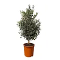 Produktbild: Olivenbaum Olea Europaea Strauchform Immergrün Winterhart bis -18°C ideal für Garten & Balkon
