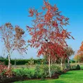 Produktbild: Betula pendula 'Royal Frost' 30–40 cm – Winterhart, Mehrjährig, Pflegeleicht – Hängebirke – Zierbaum für Garten & Vorgarten