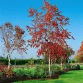 Produktbild: Pflanzen für Dich Baum Betula pend. Royal Frost, 1 St., Hänge-Birke, Sandbirke, Weißbirke, dunkelrote Blätter, weiße Rinde