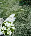 Produktbild: BALDUR Garten 3x Winterhartes Sternmoos, Pflanzen im 9x9 cm-Topf, immergrüner Bodendecker mit Sternblüten, bildet dichte Teppiche im Garten, pflegeleicht & anspruchslos, winterhart, mehrjährig