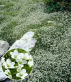 Produktbild: BALDUR Garten 3x Winterhartes Sternmoos, Pflanzen im 9x9 cm-Topf, immergrüner Bodendecker mit Sternblüten, bildet dichte Teppiche im Garten, pflegeleicht & anspruchslos, winterhart, mehrjährig
