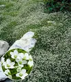 Produktbild: BALDUR Garten Bodendecker Winterhartes Sternmoos, 3 St., Polsterstaude, immergrün, winterhart, mehrjährig, pflegeleicht