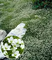 Produktbild: BALDUR Garten Winterhartes Sternmoos,3 Pflanzen