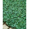 Produktbild: Hedera Helix Plattensee Efeu Immergrün Ca. 9x9 cm Topf