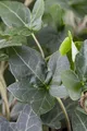 Produktbild: Hedera helix 'Plattensee' ca. 9x9 cm Topf - Efeu, immergrün, ideal für Wände und Zäune, pflegeleicht, winterhart, luftreinigend