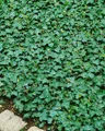 Produktbild: Hedera helix 'Plattensee', Efeu, immergrün, ca. 9x9 cm Topf