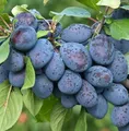 Produktbild: Jojo, Halbstamm, robuste Pflaume,160-180 cm, im 10 Liter-Topf