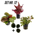 Produktbild: Sahawa 3 Topfpflanzen Set Nr. 12 Rot + 3 Mooskugeln Wasserpflanzen für Aquarium