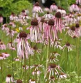 Produktbild: Bleicher Sonnenhut - Echinacea pallida
