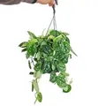 Produktbild: Exotenherz Efeu Scindapsus Pictus Arguraeus inDer Hängeampel 15cm