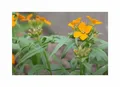 Produktbild: 1 g Goldlack Schöterich Garten Pflanzen - Samen F-S534