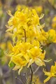 Produktbild: Rhododendron luteum 40–50 cm – Winterhart & Mehrjährig – Gelbe Azalee – Zierstrauch für Garten & Beet