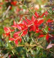 Produktbild: Immergrüne Kissenberberitze 40-50cm - Berberis candidula