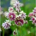 Produktbild: Akelei Nora Barlow - Aquilegia vulgaris