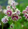 Produktbild: Akelei Nora Barlow - Aquilegia vulgaris - lebende Gartenpflanze aus den Baumschulen