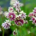 Produktbild: Akelei Nora Barlow - Aquilegia vulgaris