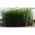 Produktbild: 4 Stück Efeu Pflanze Hedera helix 180 - 200 cm Pyramide Säule winterhart Kletterpflanze Hecke Sichtschutz blickdicht