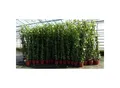 Produktbild: 4 Stück Efeu Pflanze Hedera helix 180 - 200 cm Pyramide Säule winterhart Kletterpflanze Hecke Sichtschutz blickdicht